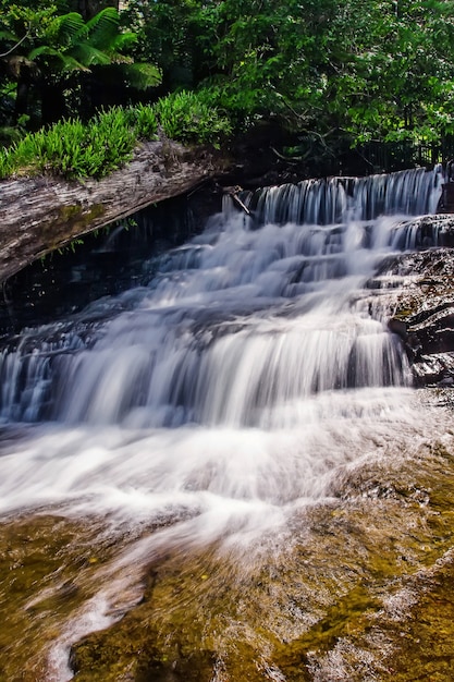 Foto liffey falls state reserve in het midlands-gebied van tasmania, australië.