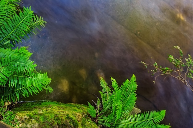 Foto liffey falls state reserve nella regione delle midlands della tasmania, in australia.