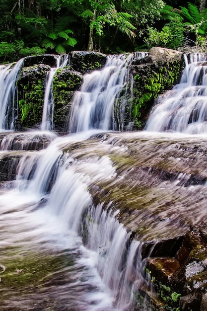 Foto liffey falls state reserve nella regione delle midlands della tasmania, in australia.
