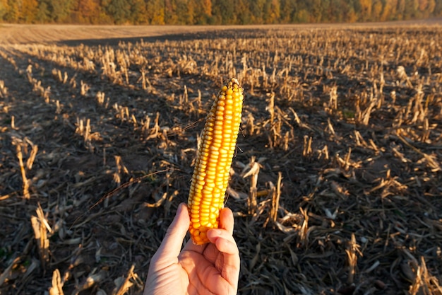 Liggend in de hand gele korenaar op een landbouwgebied na de oogst