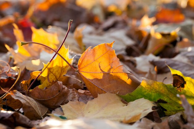 liggend op de grond gevallen bladeren geel