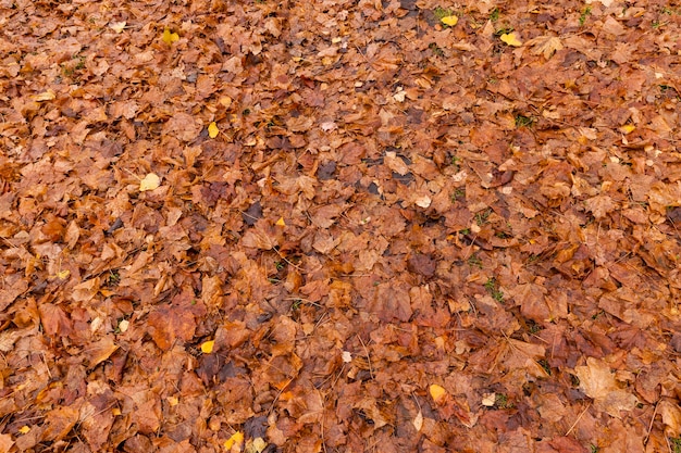 Liggend op de grond, herfstachtig oranje gebladerte in natte kleren en begon te rotten