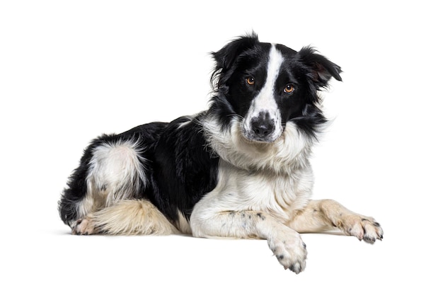 Liggend op een leeg bord Bordercollie hond kijkend naar de camera