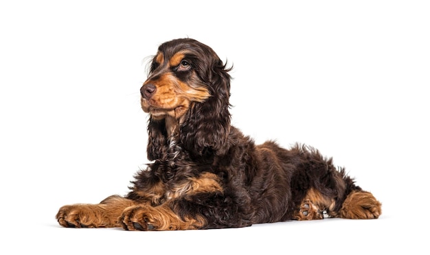 Liggende bruine Engelse cocker-spaniëlhond die op wit wordt geïsoleerd