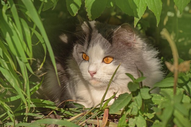 Liggende kat in bloemen Schoonheidskat in de natuur en fel zonlicht Vrolijke kat in zomerlandschap