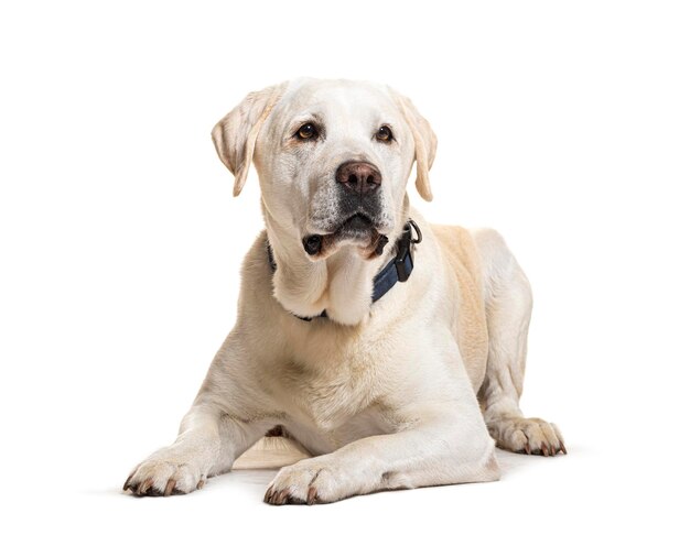 Liggende Labrador met een halsband geïsoleerd op wit