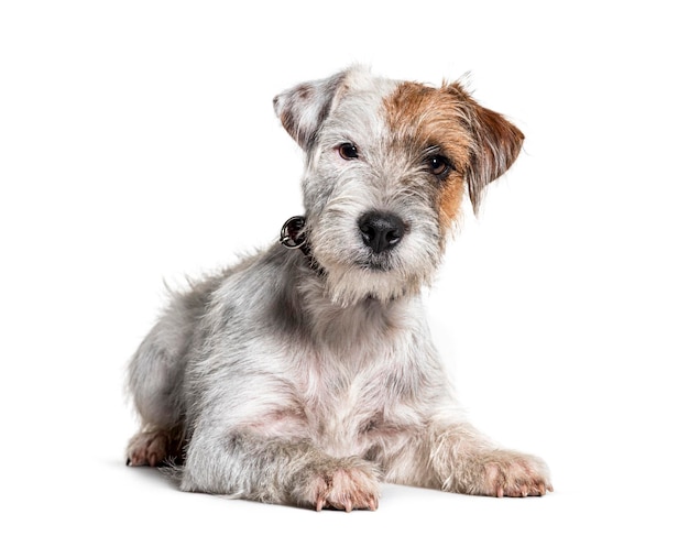 Liggende Parson Russell Terrier hond geïsoleerd op wit