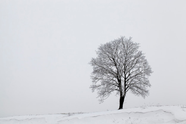 Liggende sneeuw na de laatste sneeuwval. De foto is genomen in het winterseizoen.