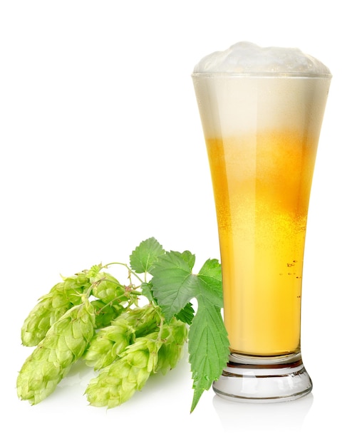 Light beer and hop isolated on white background