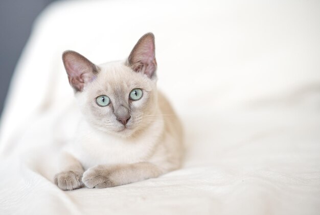 a light beige Abyssinian kitten lies on the sofa and looks at the camera Portrait of a cat