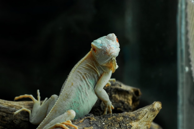 写真 水色のアルビノイグアナ