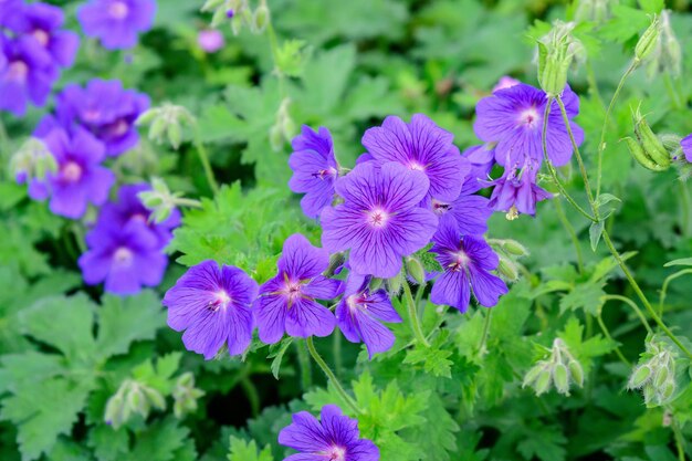 Foto fiori blu chiaro di geranio pratense pianta selvaggia conosciuta come prato di gru di prato o geranio di prato