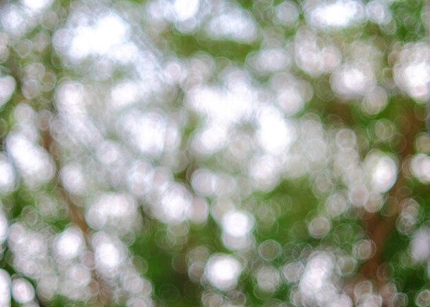 Light bokeh of nature 