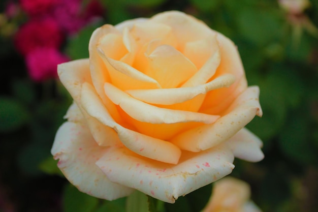 Light breaks through the bud of a delicate orange rose