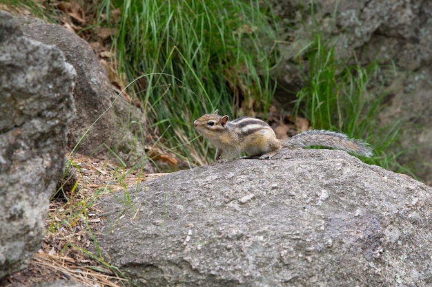 A light brown animal of the rodent family a chipmunk with stripes on its back is gnawing nuts or seeds in the forest