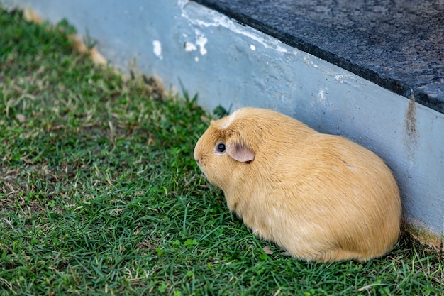 밝은 갈색 귀여운 Cavia porcellus, 기니피그는 앉아서 잔디밭 구석에서 휴식을 취하고 외로운 길을 걷는다.
