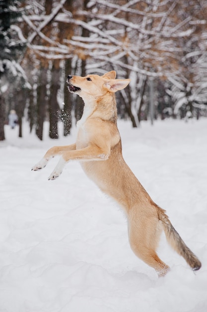 Light brown dog jumping on the snow in a forest. Playful animal