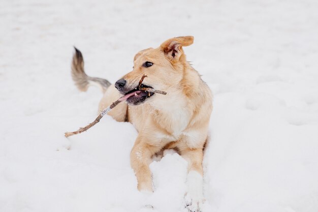 森の中の雪の上の棒で遊んで光の茶色の犬