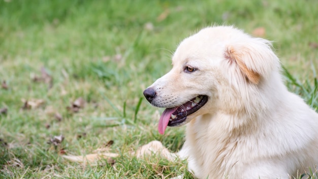 草の上に座っている光の茶色の犬。