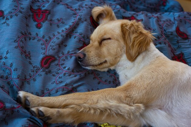 足を伸ばしてベッドで寝ているライトブラウンのゴールデンレトリバー犬安らかに休んでいるホームペット