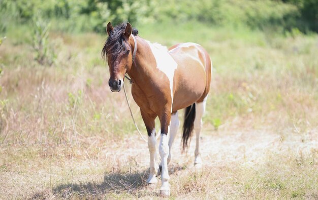 Light brown young colt stand in field in flower meadow wild animal in nature