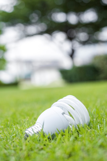 light bulb in green grass