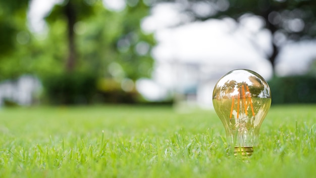 light bulb in green grass