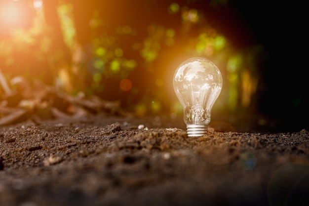 Light bulb growth from the ground. - New idea and innovation concept.