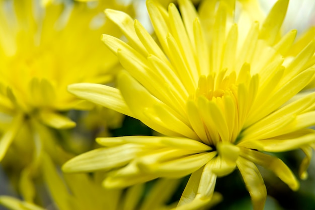 빛 흰색 Chrysant 꽃 / 노란 꽃 배경의 클로즈업