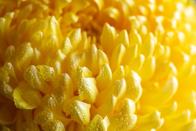 Photo light closeup of yellow chrysant flower large chrysanthemum flower