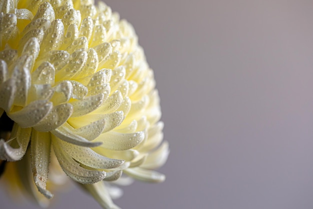 Light closeup of yellow Chrysant flower Large Chrysanthemum flower