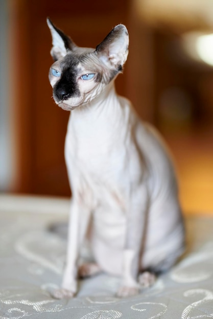 Light colored Canadian Sphynx. Closeup of a Canadian Sphynx with a black nose and blue eyes