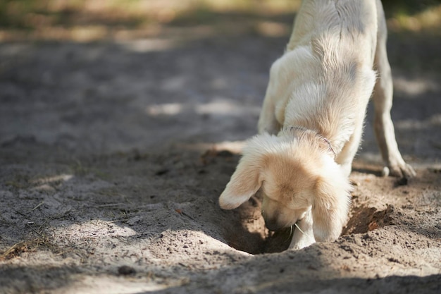 Light colored golden retriever puppy digs a hole in the ground.A retriever puppy is digging a hole.