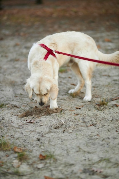 明るい色のゴールデンレトリバーの子犬が地面に穴を掘る 白いゴールデンレトリバーが掘っている