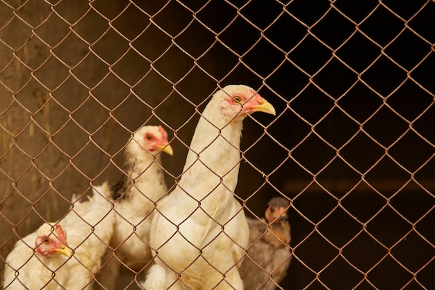 Light-colored hens in a chicken coop behind bars.