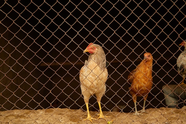 Light-colored hens in a chicken coop behind bars.