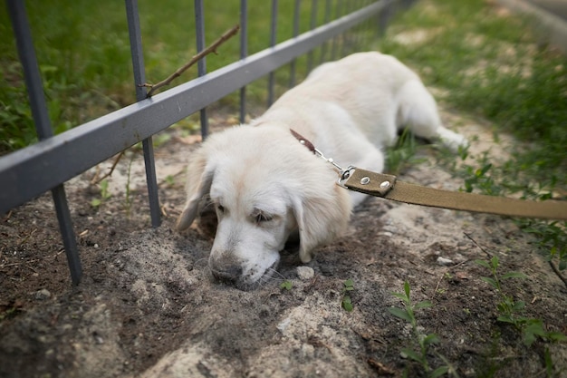 A light colored puppy of a golden retriever digs a hole in the ground near the fence.