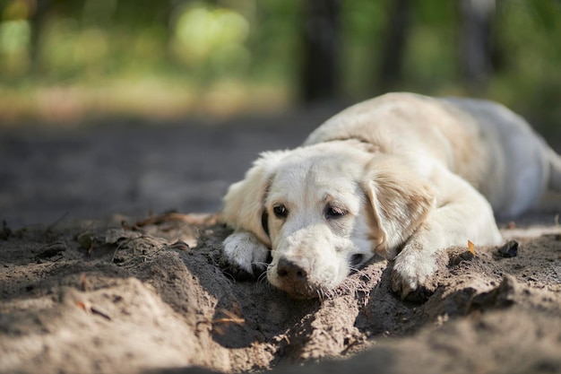 ゴールデンレトリバーの明るい色の子犬が、彼が掘った小さな穴の近くに横たわっています。