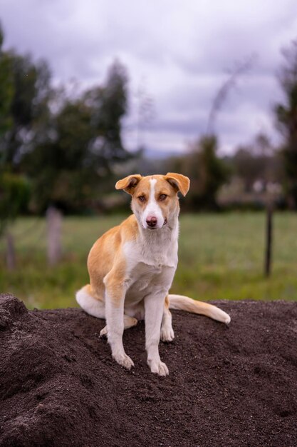 a light coloured dog sitting on a mound of sand