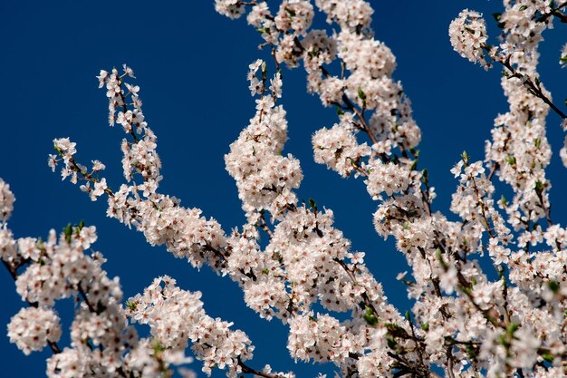 Light and dark spring flowers blossom wallpaper against blue sky