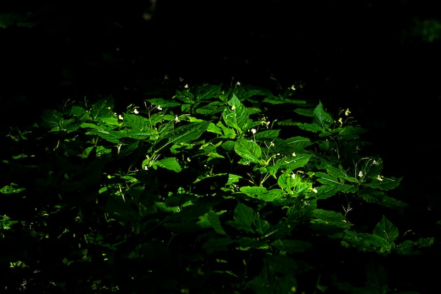 The light falls in the center of the frame with green grass Rays in the dark forest made their way