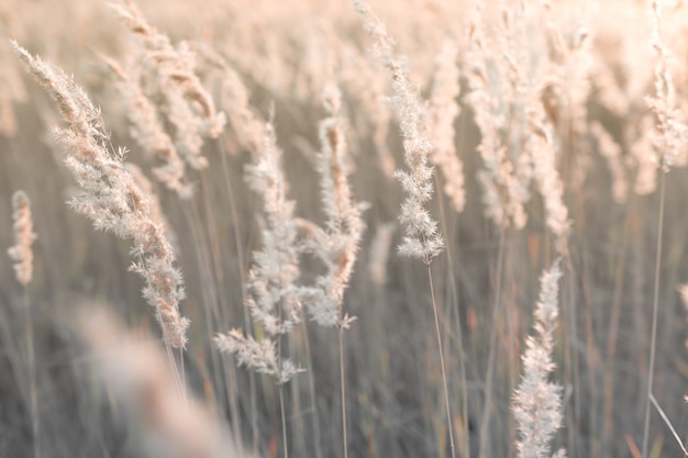 Light fluffy branches of pampas grass outdoors natural natural background with dry reeds at sunset