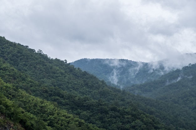 明るい霧が高い山を覆っています。