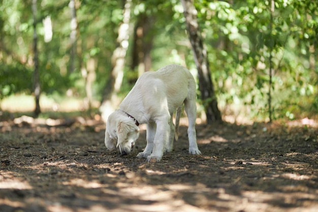 光のゴールデンレトリバーの子犬が公園の地面に横たわり、背景がぼやけています。