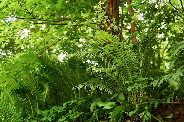 シダと明るい草が茂った下層植生、底面図