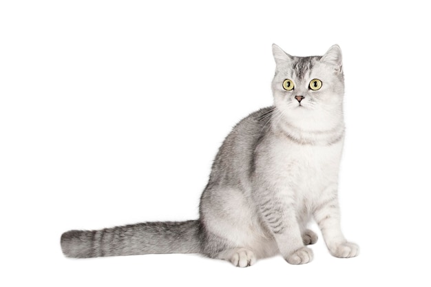 白い背景で隔離の明るい灰色の猫