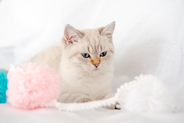 a light gray cat lies on a bed on a white sheet and plays with tangles