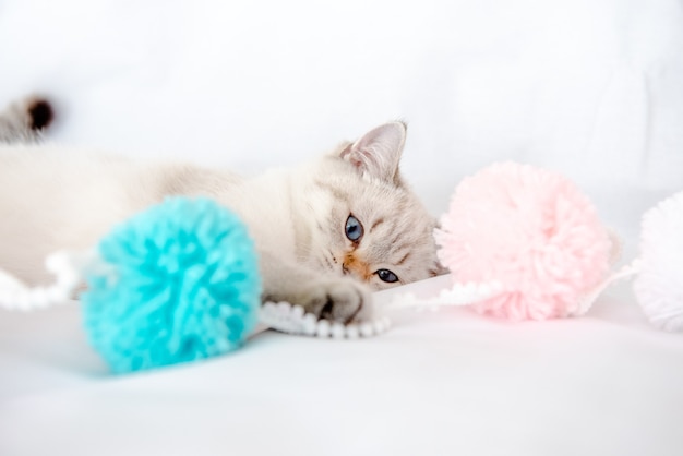 a light gray cat lies on a bed on a white sheet and plays with tangles