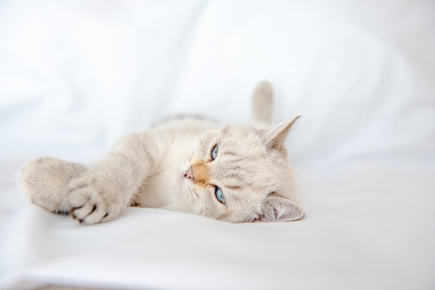 a light gray cat lies on a bed on a white sheet