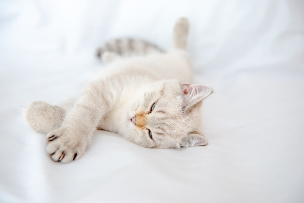 a light gray cat lies on a bed on a white sheet